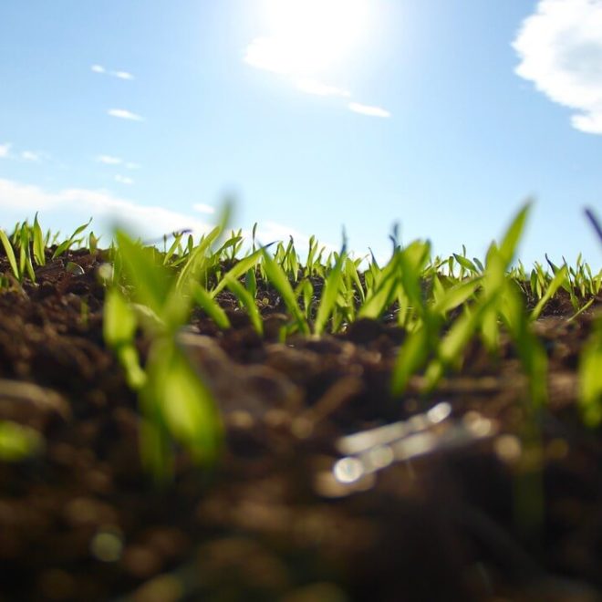 Pozbądź się chwastów wykorzystując wypróbowane rozwiązania