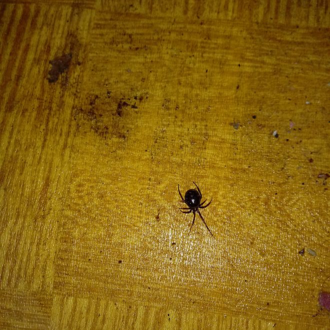 Pluskwa domowa – nieproszony lokator w twoim domu.