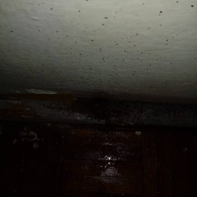 Pluskwy w Warszawskim domu? Nie, trzeba je wyplenić